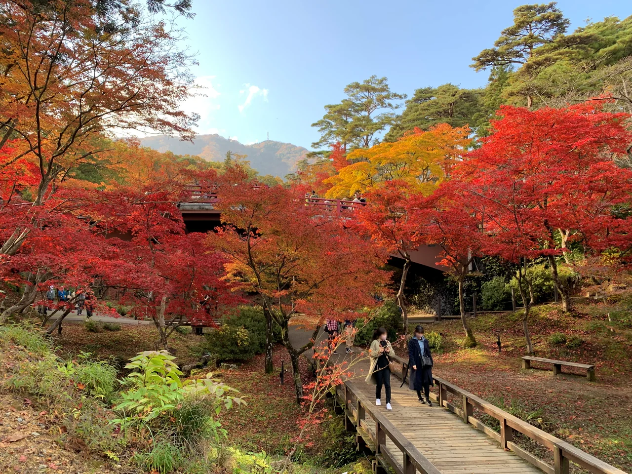 秋色に包まれた弥彦公園もみじ谷と観月橋